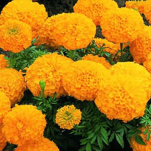 Marigolds